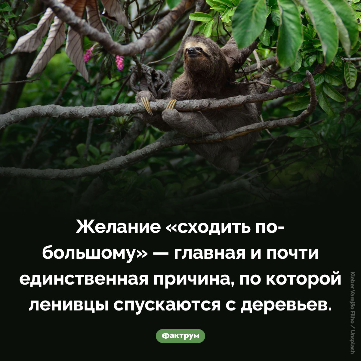 Зачем ленивцы спускаются с дерева. Желание «сходить по-большому» — главная и почти единственная причина, по которой ленивцы спускаются с деревьев.
