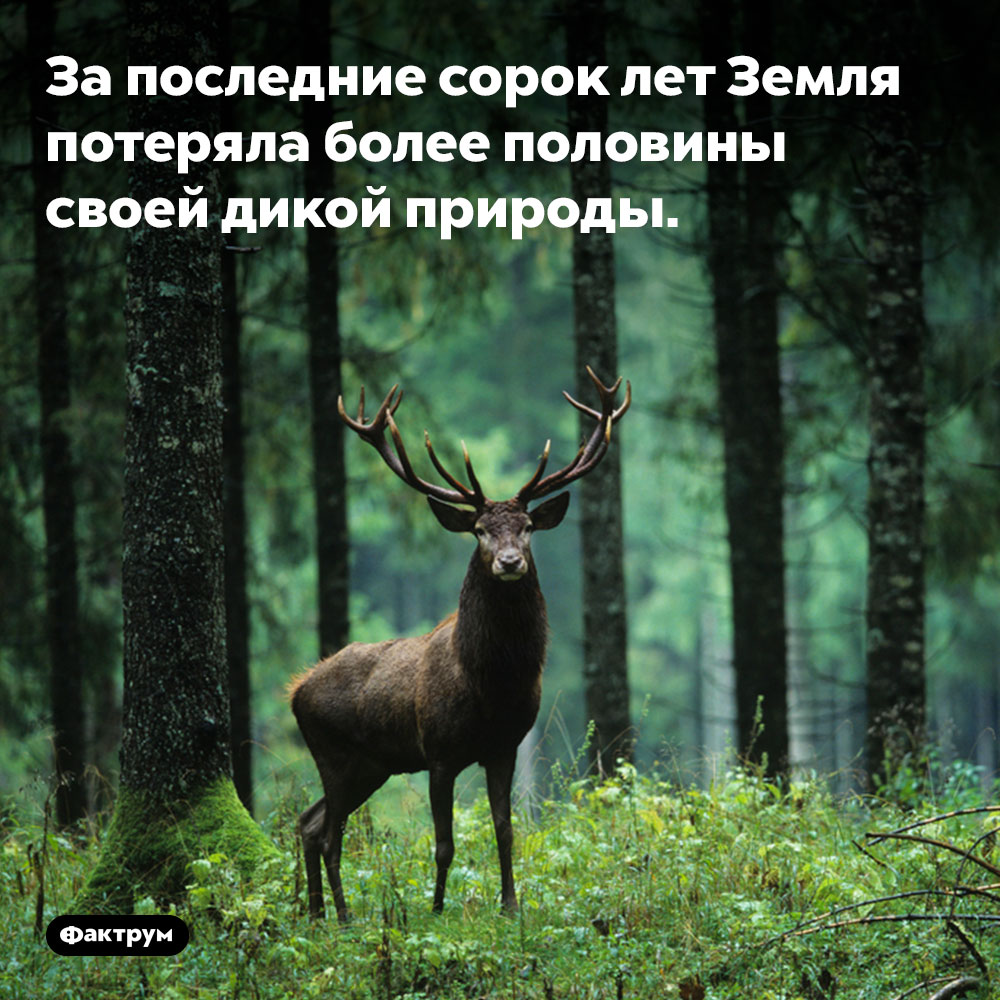 За последние сорок лет Земля потеряла более половины своей дикой природы. За последние сорок лет Земля потеряла более половины своей дикой природы.