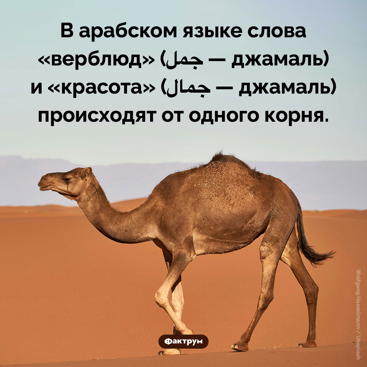 Красота и верблюд. В арабском языке слова «верблюд» (جمل — джамаль) и «красота» (جمال — джамаль) происходят от одного корня.