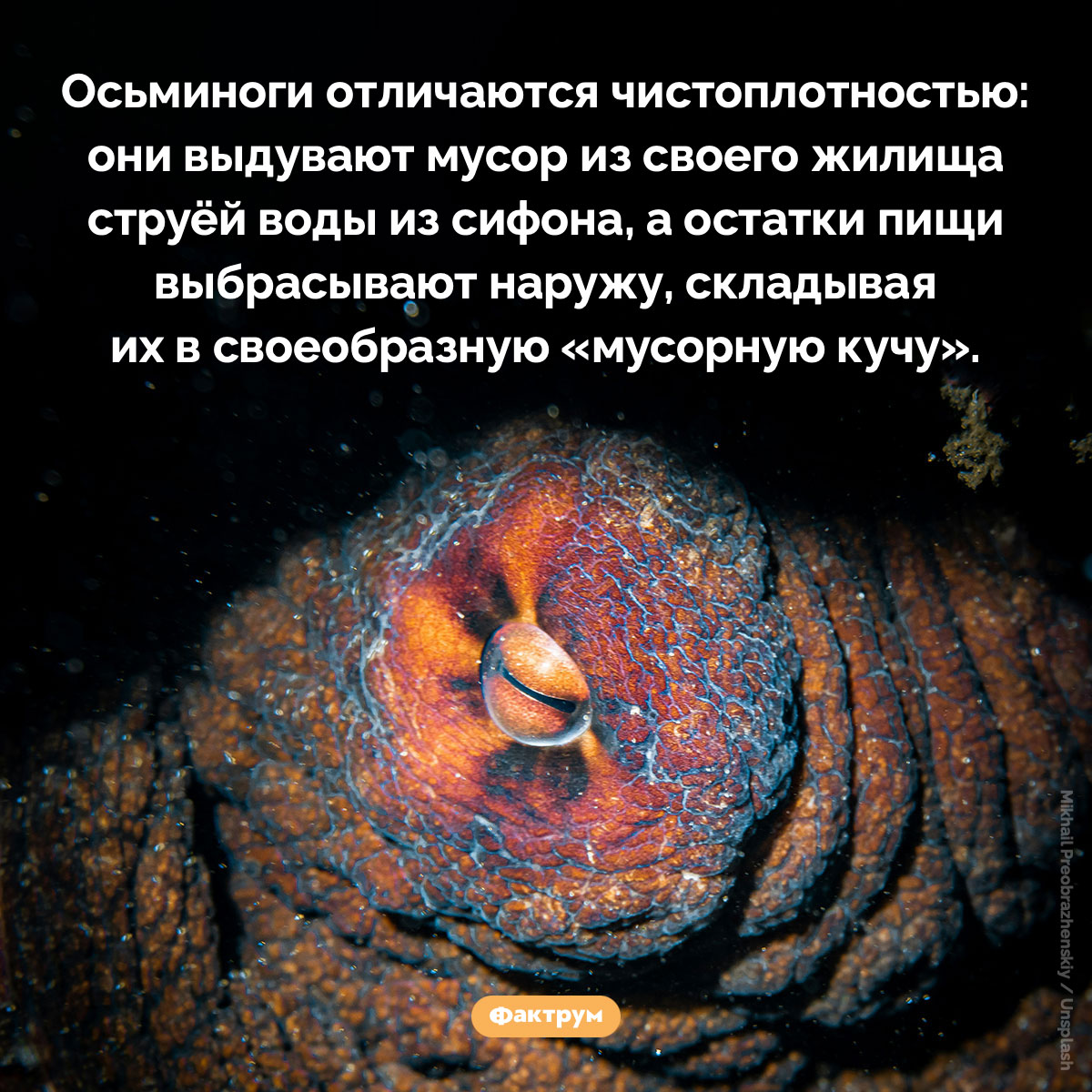 Осьминоги — чистюли. Осьминоги отличаются чистоплотностью: они выдувают мусор из своего жилища струёй воды из сифона, а остатки пищи выбрасывают наружу, складывая их в своеобразную «мусорную кучу».