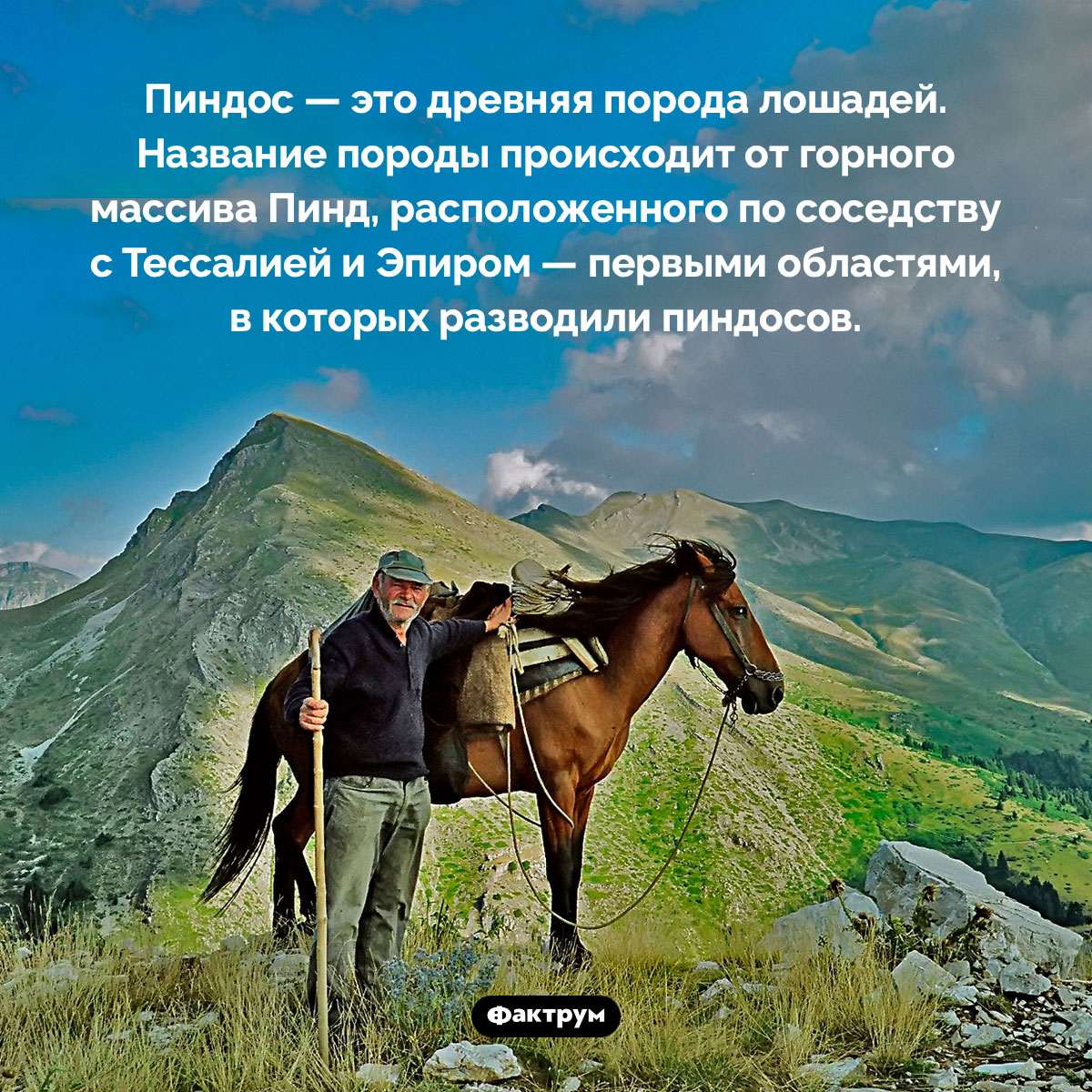 Пиндос — это лошадь. Пиндос — это древняя порода лошадей. Название породы происходит от горного массива Пинд, расположенного по соседству с Тессалией и Эпиром — первыми областями, в которых разводили пиндосов.