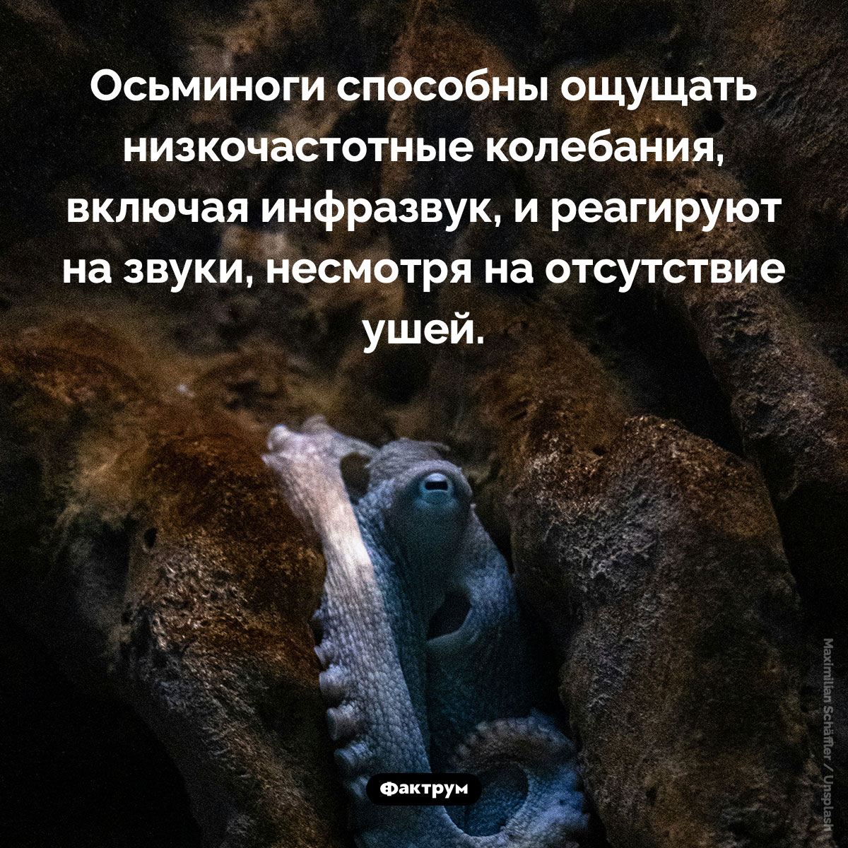 Слух осьминога. Осьминоги способны ощущать низкочастотные колебания, включая инфразвук, и реагируют на звуки, несмотря на отсутствие ушей.
