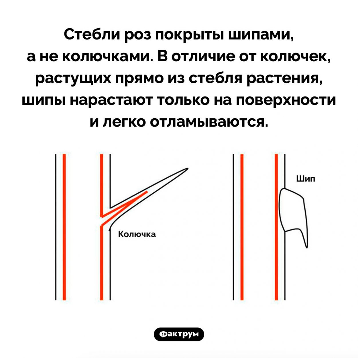 Стебли роз покрыты шипами, а не колючками. Стебли роз покрыты шипами, а не колючками. В отличие от колючек, растущих прямо из стебля растения, шипы нарастают только на поверхности и легко отламываются.