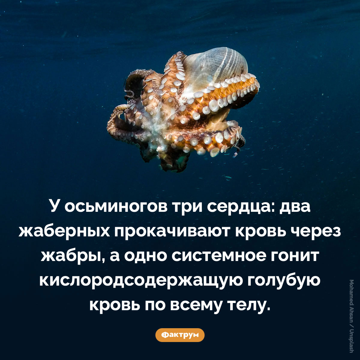 У осьминогов три сердца. У осьминогов три сердца: два жаберных прокачивают кровь через жабры, а одно системное гонит кислородсодержащую голубую кровь по всему телу.