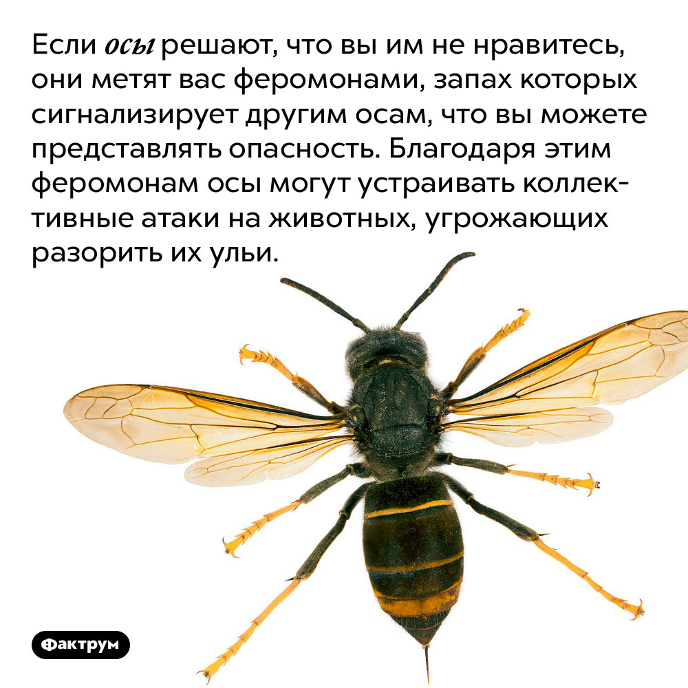 Если осы решают, что вы им не нравитесь, они метят вас феромонами. Если осы решают, что вы им не нравитесь, они метят вас феромонами, запах которых сигнализирует другим осам, что вы можете представлять опасность. Благодаря этим феромонам осы могут устраивать коллективные атаки на животных, угрожающих разорить их ульи.