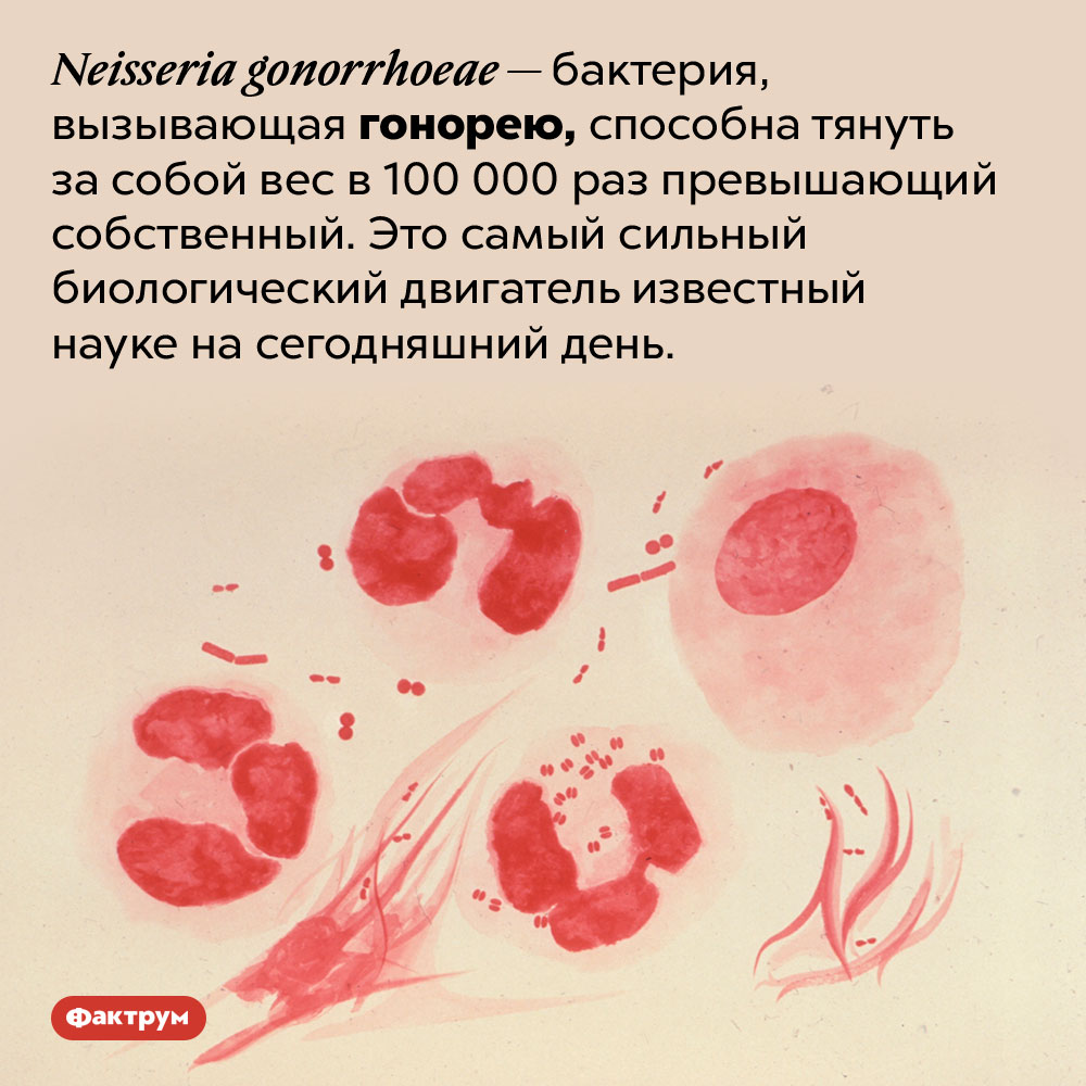 Самый сильный биологический двигатель на Земле — бактерия. Neisseria gonorrhoeae — бактерия, вызывающая гонорею, способна тянуть за собой вес в 100 000 раз превышающий собственный. Это самый сильный биологический двигатель известный науке на сегодняшний день.