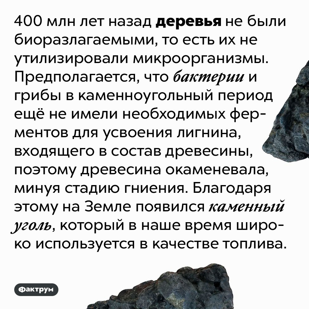 Каменный уголь появился потому что сотни миллионов лет назад деревья ещё не были биоразлагаемыми. 400 млн лет назад деревья не были биоразлагаемыми, то есть их не утилизировали микроорганизмы. Предполагается, что бактерии и грибы в каменноугольный период ещё не имели необходимых ферментов для усвоения лигнина, входящего в состав древесины, поэтому древесина окаменевала, минуя стадию гниения. Благодаря этому на Земле появился каменный уголь, который в наше время широко используется в качестве топлива.