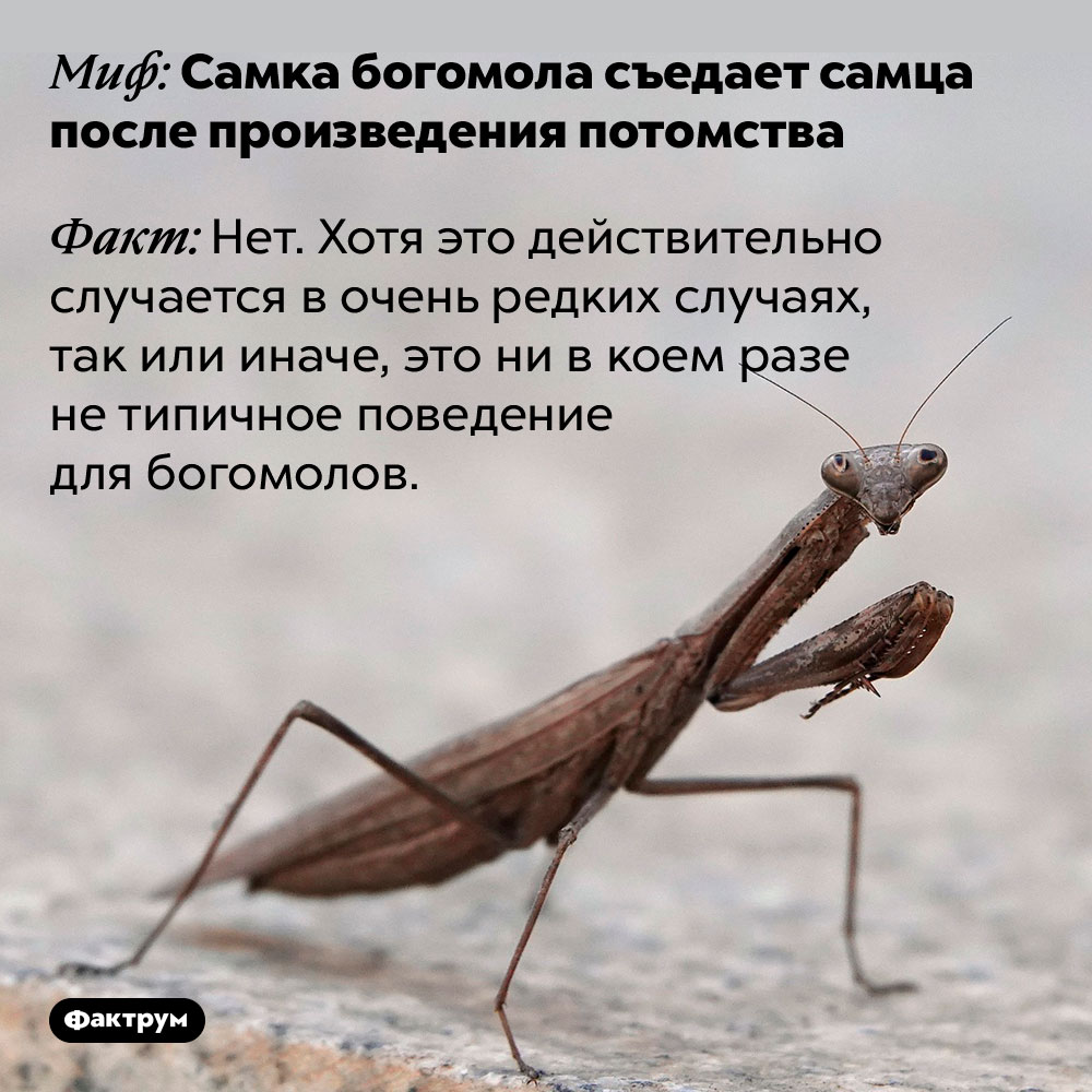 Самка богомола не съедает самца после произведения потомства. Хотя это действительно случается в очень редких случаях, так или иначе, это ни в коем разе не типичное поведение для богомолов.