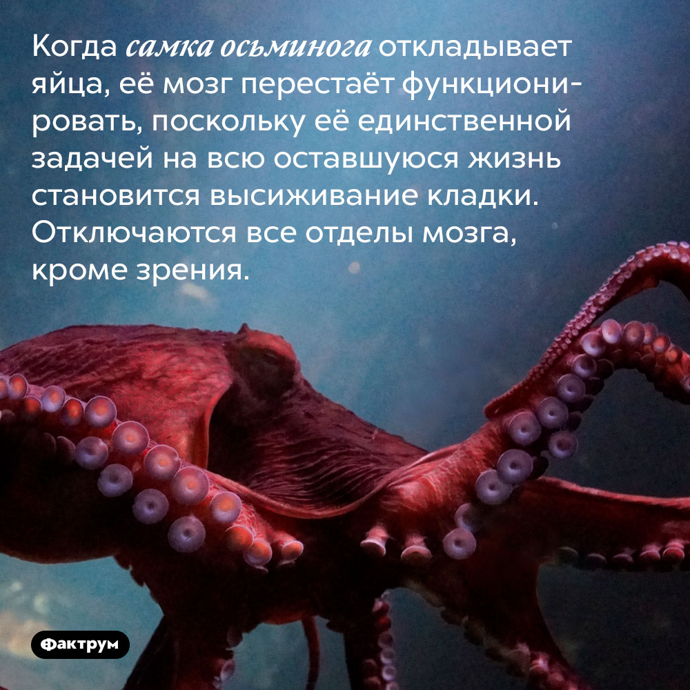 У самки осьминога, отложившей яйца, перестаёт работать мозг. Когда самка осьминога откладывает яйца, её мозг перестаёт функционировать, поскольку её единственной задачей на всю оставшуюся жизнь становится высиживание кладки. Отключаются все отделы мозга, кроме зрения.