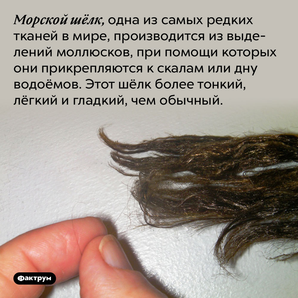 Морской шёлк более тонкий, лёгкий и гладкий, чем обычный. Морской шёлк, одна из самых редких тканей в мире, производится из выделений моллюсков, при помощи которых они прикрепляются к скалам или дну водоёмов. Этот шёлк более тонкий, лёгкий и гладкий, чем обычный.