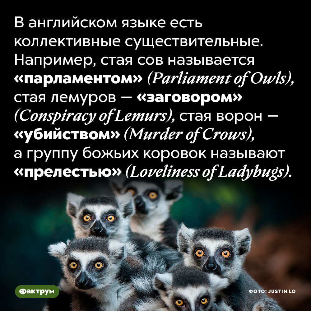 В английском языке есть специальные существительные для обозначения групп животных. В английском языке есть коллективные существительные. Например, стая сов называется «парламентом» (Parliament of Owls), стая лемуров — «заговором» (Conspiracy of Lemurs), стая ворон — «убийством» (Murder of Crows), а группу божьих коровок называют «прелестью» (Loveliness of Ladybugs).