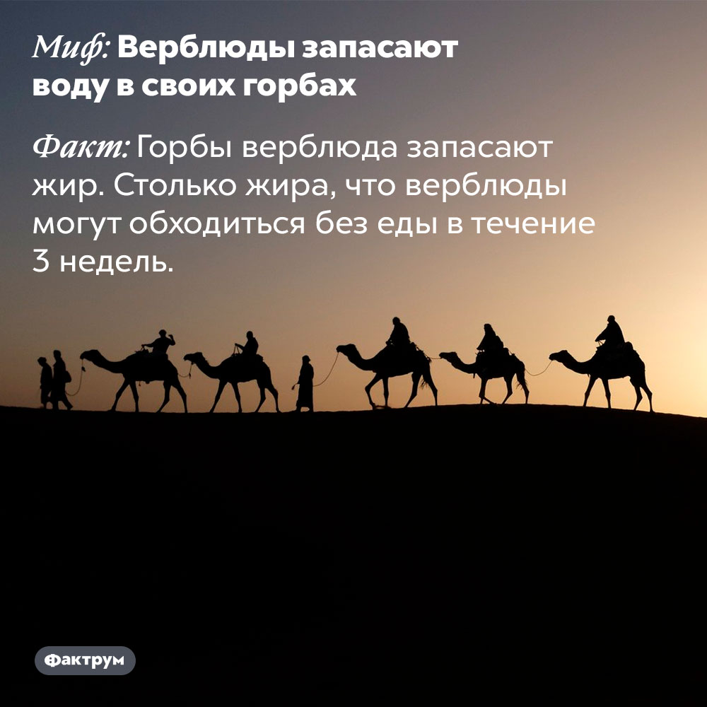 Верблюды не запасают воду в своих горбах. Горбы верблюда запасают жир. Столько жира, что верблюды могут обходиться без еды в течение 3 недель.