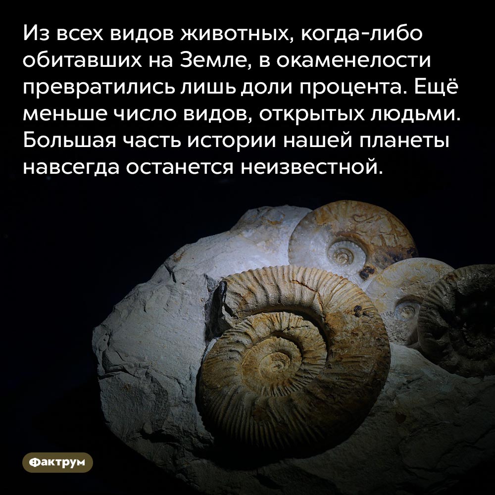 Сколько видов животных открыл человек. Из всех видов животных, когда-либо обитавших на Земле, в окаменелости превратились лишь доли процента. Ещё меньше число видов, открытых людьми. Большая часть истории нашей планеты навсегда останется неизвестной.