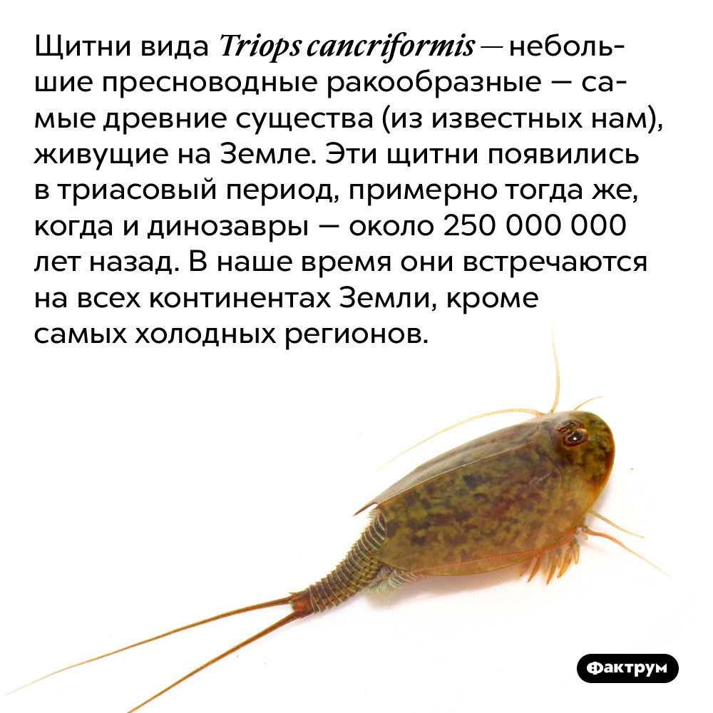 Самые древние животные на нашей планете — пресноводные ракообразные. Щитни вида Triops cancriformis — небольшие пресноводные ракообразные — самые древние существа (из известных нам), живущие на Земле. Эти щитни появились в триасовый период, примерно тогда же, когда и динозавры — около 250 000 000 лет назад. В наше время они встречаются на всех континентах Земли, кроме самых холодных регионов.