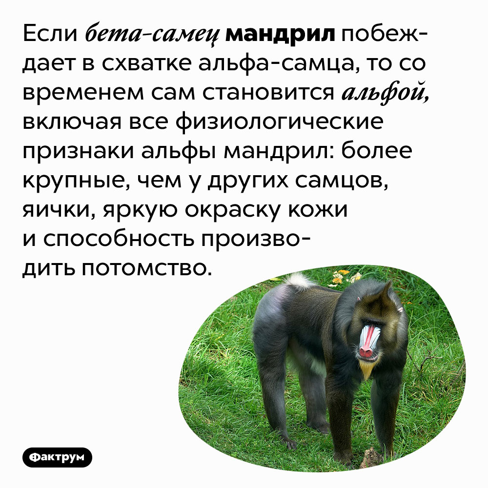 Бета-самцы мандрил, превращаясь в альфу, наращивают яички. Если бета-самец мандрил побеждает в схватке альфа-самца, то со временем сам становится альфой, включая все физиологические признаки альфы мандрил: более крупные, чем у других самцов, яички, яркую окраску кожи и способность производить потомство.