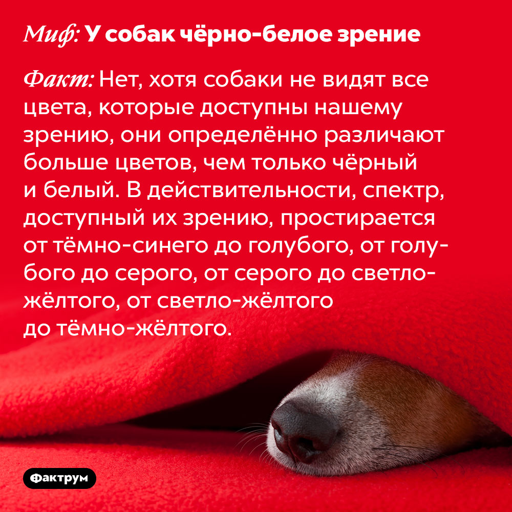 У собак не чёрно-белое зрение. Хотя собаки не видят все цвета, которые доступны нашему зрению, они определённо различают больше цветов, чем только чёрный и белый. В действительности, спектр, доступный их зрению, простирается от тёмно-синего до голубого, от голубого до серого, от серого до светло-жёлтого, от светло-жёлтого до тёмно-жёлтого.