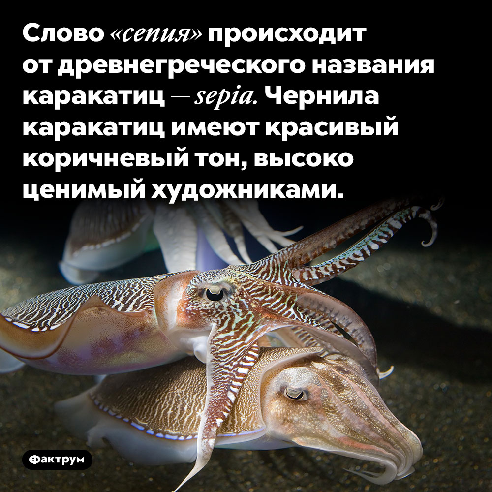 Слово «сепия» происходит от древнегреческого названия каракатиц. Слово «сепия» происходит от древнегреческого названия каракатиц — sepia. Чернила каракатиц имеют красивый коричневый тон, высоко ценимый художниками.