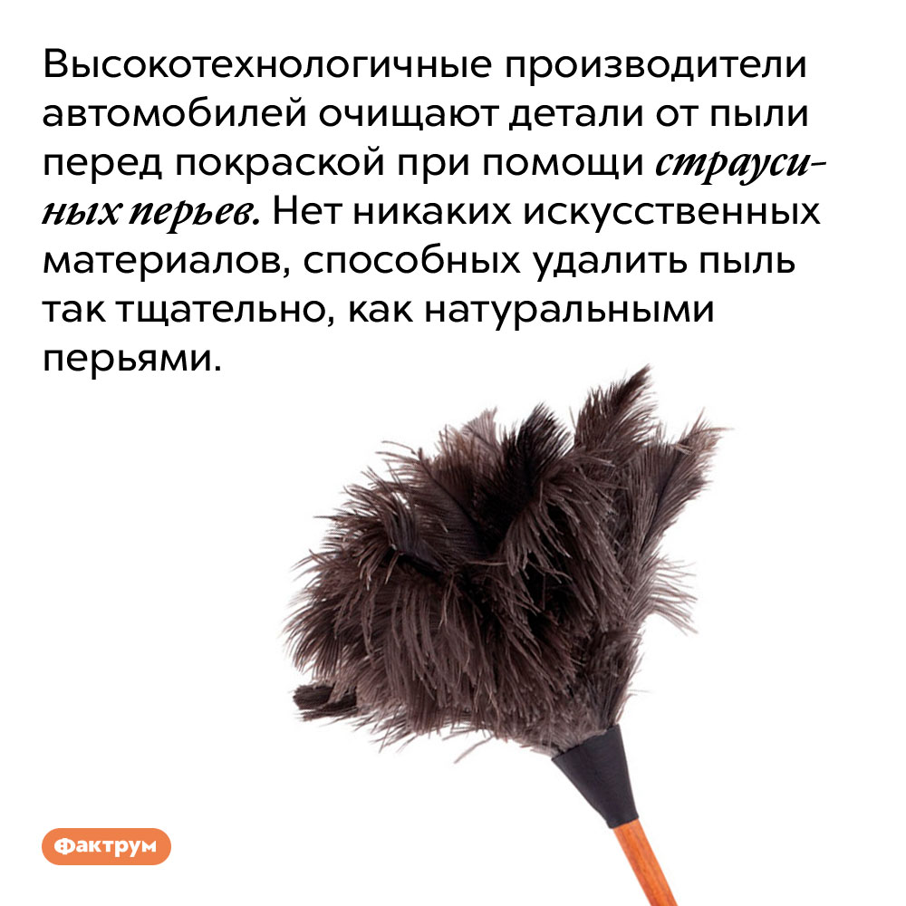 Высокотехнологичные производители автомобилей очищают детали от пыли при помощи страусиных перьев. Нет никаких искусственных материалов, способных удалить пыль так тщательно, как натуральными перьями.
