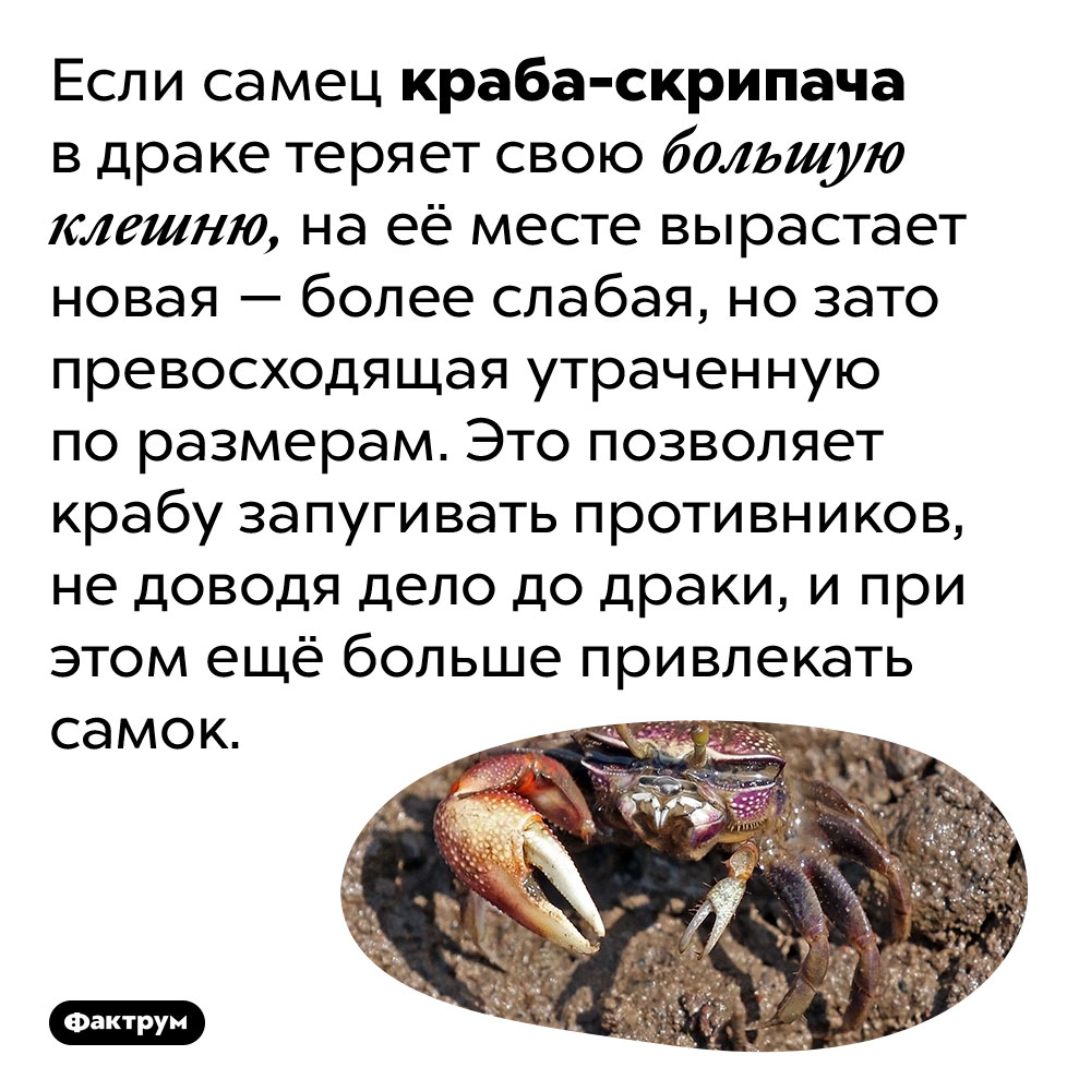 Утрата большой клешни делает самца краба-скрипача эффективнее. Если самец краба-скрипача в драке теряет свою большую клешню, на её месте вырастает новая — более слабая, но зато превосходящая утраченную по размерам. Это позволяет крабу запугивать противников, не доводя дело до драки, и при этом ещё больше привлекать самок.