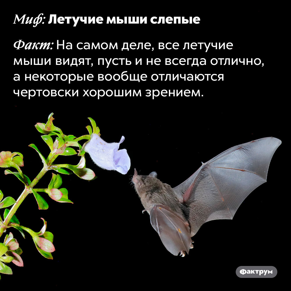 Летучие мыши не слепые — это миф. На самом деле, все летучие мыши видят, пусть и не всегда отлично, а некоторые вообще отличаются чертовски хорошим зрением.