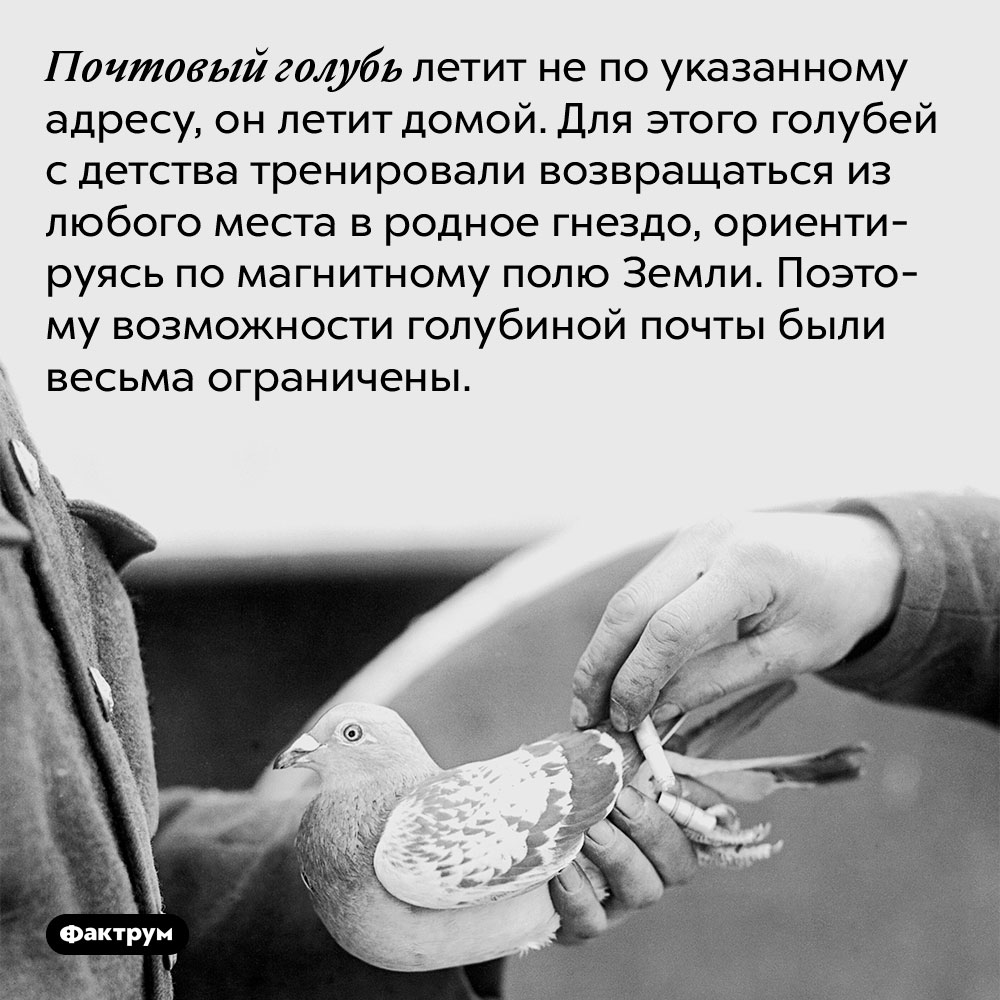 Почтовый голубь летит не по указанному адресу, он летит домой. Для этого голубей с детства тренировали возвращаться из любого места в родное гнездо, ориентируясь по магнитному полю Земли. Поэтому возможности голубиной почты были весьма ограничены.