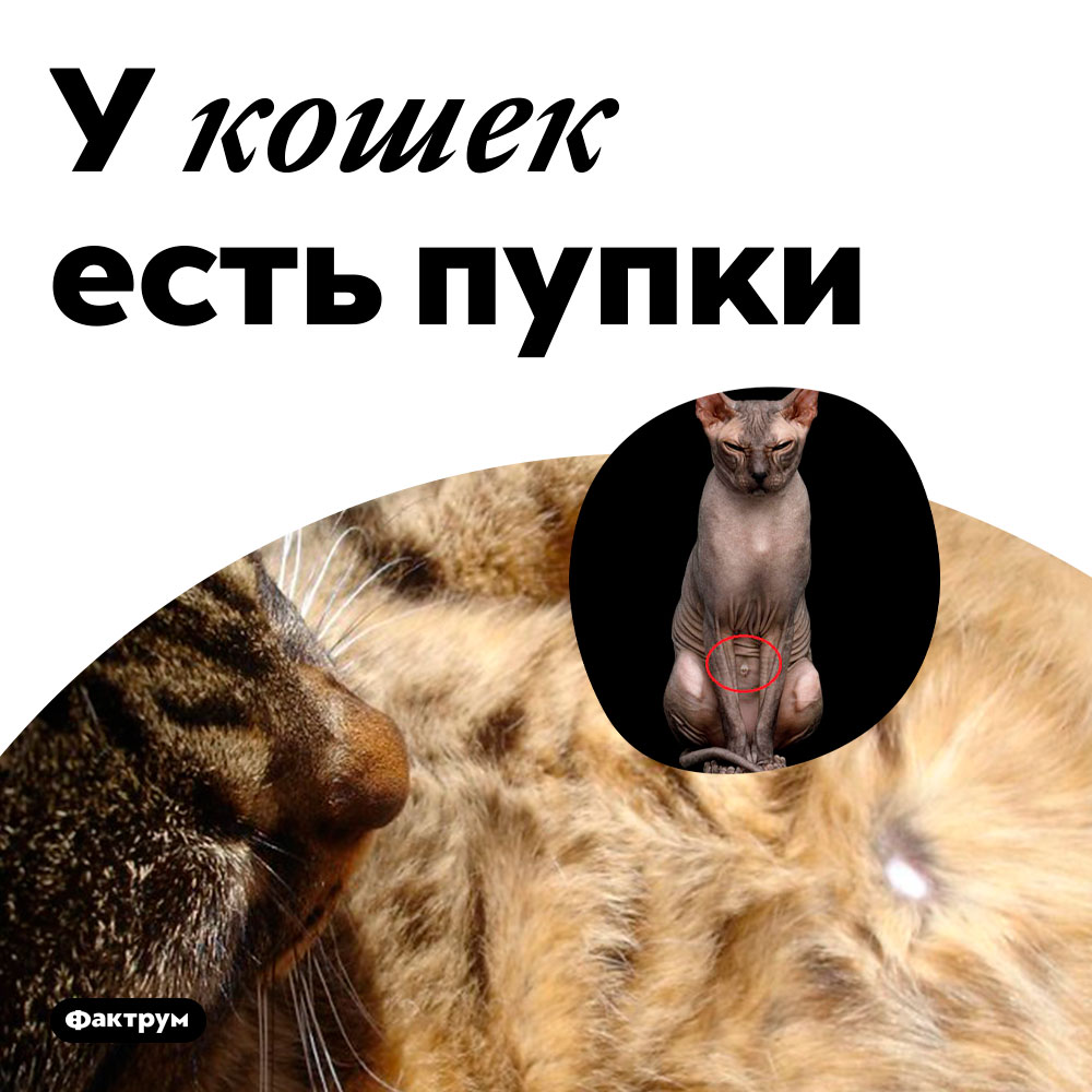 У кошек есть пупки. 