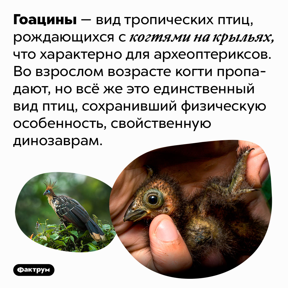Гоацины рождаются с когтями на крыльях. Гоацины — вид тропических птиц, рождающихся с когтями на крыльях, что характерно для археоптериксов. Во взрослом возрасте когти пропадают, но всё же это единственный вид птиц, сохранивший физическую особенность, свойственную динозаврам.