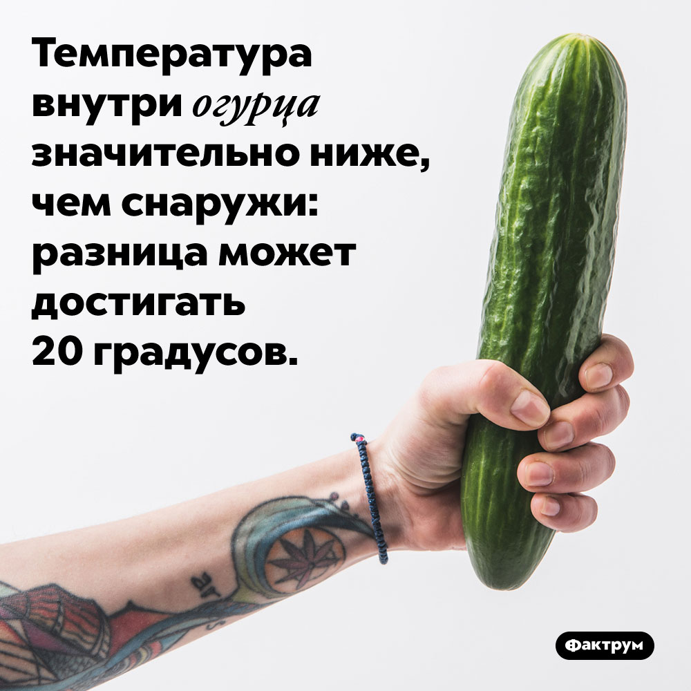 Температура внутри огурца значительно ниже, чем снаружи. Температура внутри огурца значительно ниже, чем снаружи: разница может достигать 20 градусов.