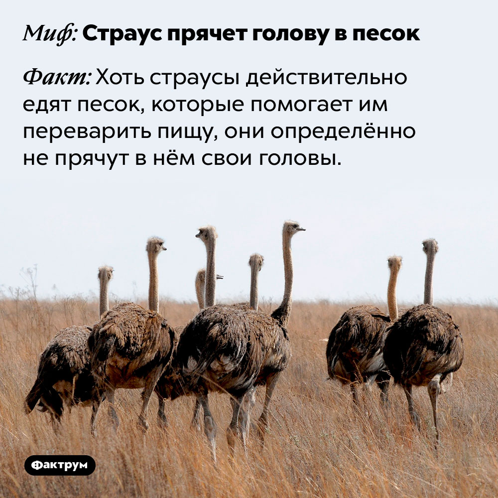 Страусы Фото Прячут Голову Страусы Фото Прячут Голову