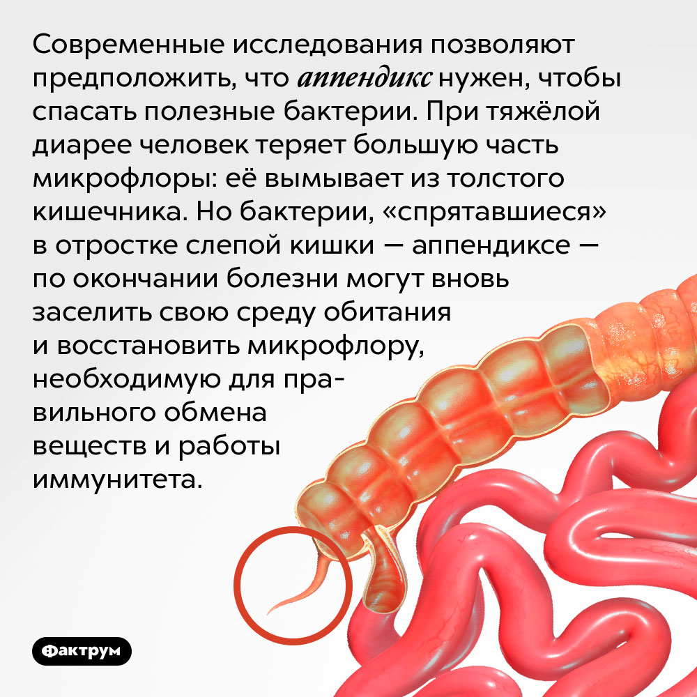 Аппендикс нужен, чтобы спасать полезные бактерии. Современные исследования позволяют предположить, что аппендикс нужен, чтобы спасать полезные бактерии. При тяжёлой диарее человек теряет большую часть микрофлоры: её вымывает из толстого кишечника. Но бактерии, «спрятавшиеся» в отростке слепой кишки — аппендиксе — по окончании болезни могут вновь заселить свою среду обитания и восстановить микрофлору, необходимую для правильного обмена веществ и работы иммунитета.