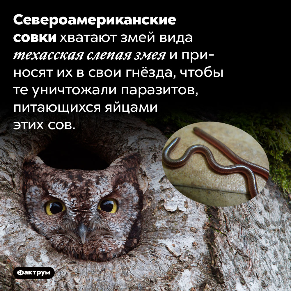 Североамериканские совки держат в своих гнёздах змей. Североамериканские совки хватают змей вида техасская слепая змея и приносят их в свои гнёзда, чтобы те уничтожали паразитов, питающихся яйцами этих сов.