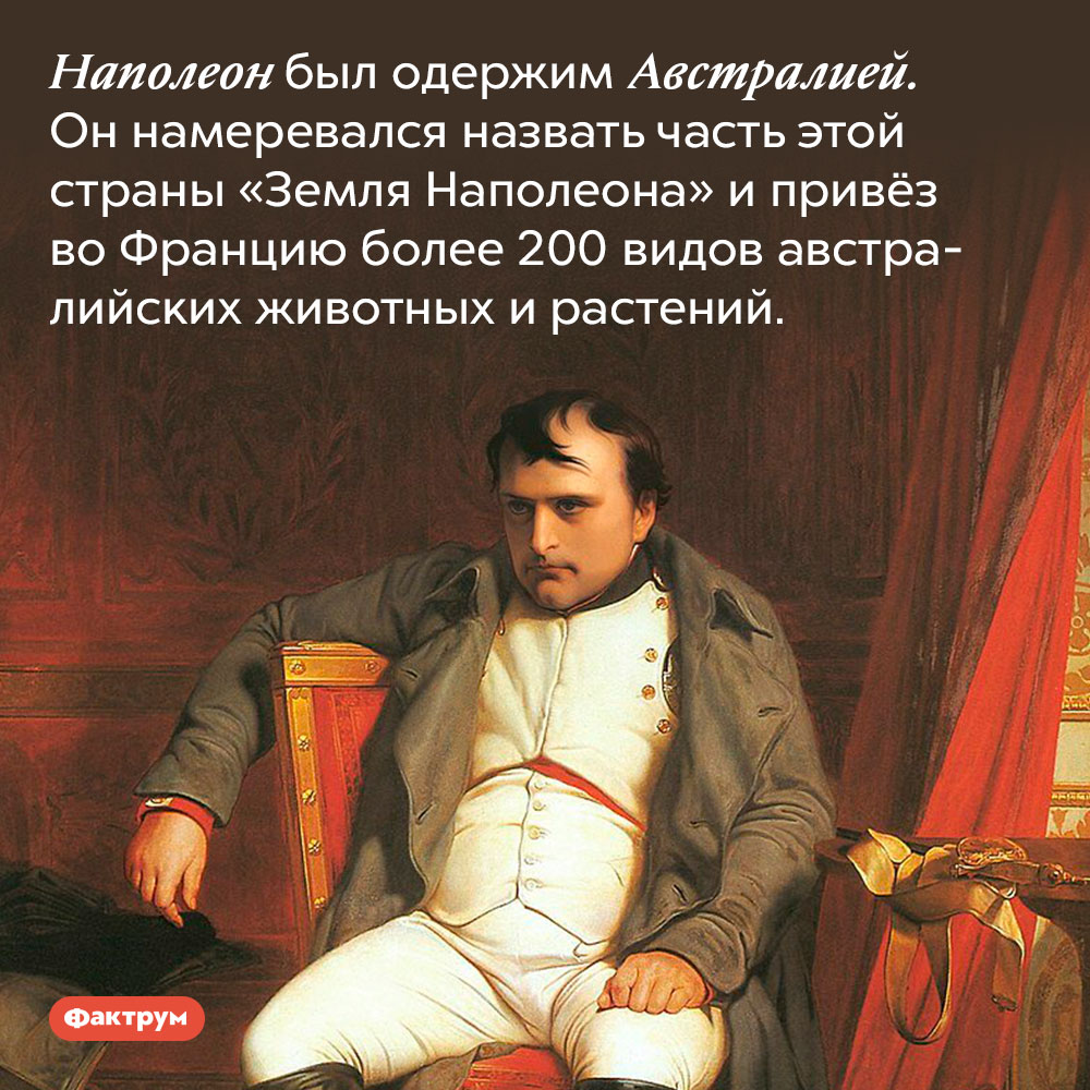 Наполеон был одержим Австралией. Он намеревался назвать часть этой страны «Земля Наполеона» и привёз во Францию более 200 видов австралийских животных и растений.