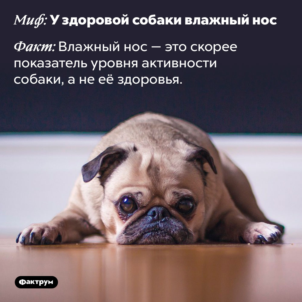 У здоровой собаки влажный нос — это миф. Влажный нос — это скорее показатель уровня активности собаки, а не её здоровья.