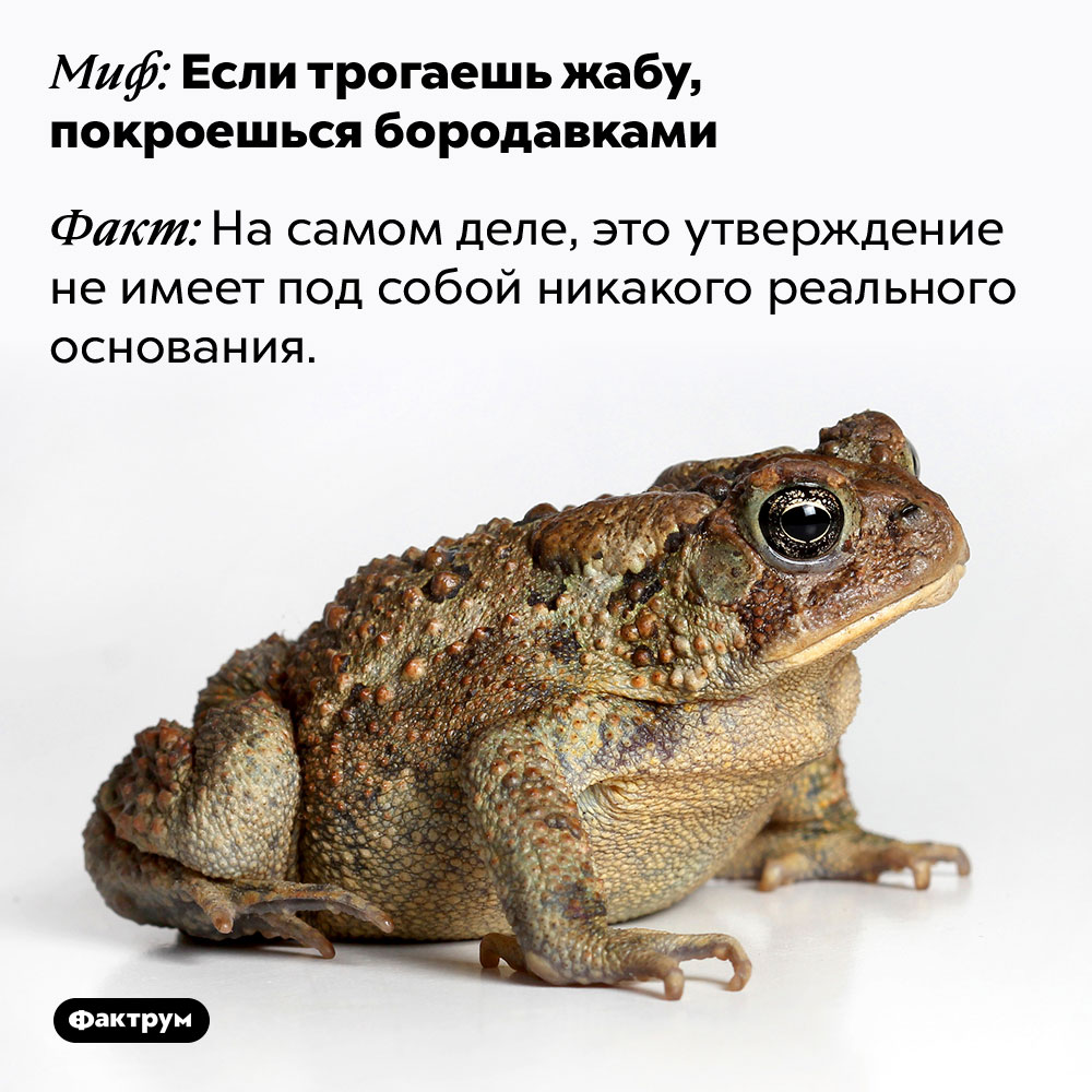 Если трогаешь жабу, покроешься бородавками — это миф. На самом деле, это утверждение не имеет под собой никакого реального основания.