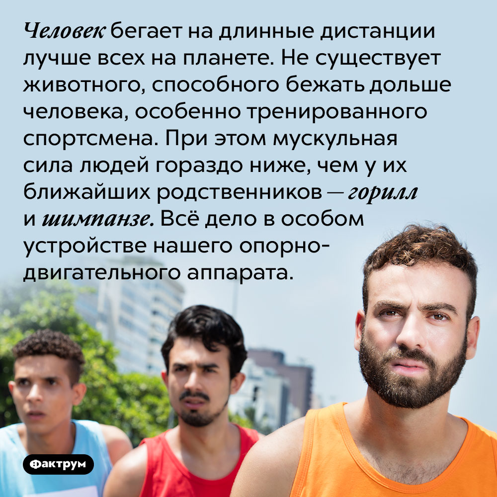 Человек бегает на длинные дистанции лучше всех на планете. Не существует животного, способного бежать дольше человека, особенно тренированного спортсмена. При этом мускульная сила людей гораздо ниже, чем у их ближайших родственников — горилл и шимпанзе. Всё дело в особом устройстве нашего опорно-двигательного аппарата.