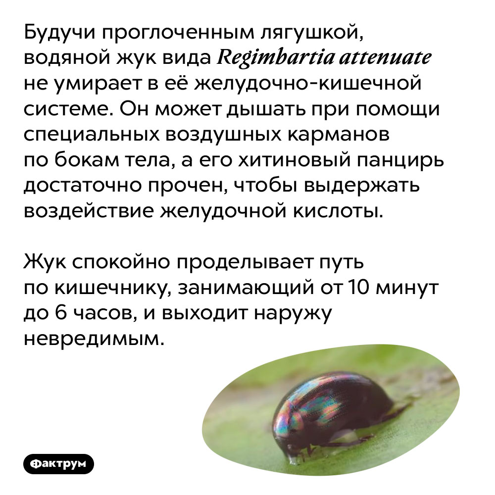 Водяной жук вида Regimbartia attenuate не умирает после того, как его съели. Будучи проглоченным лягушкой, водяной жук вида Regimbartia attenuate не умирает в её желудочно-кишечной системе. Он может дышать при помощи специальных воздушных карманов по бокам тела, а его хитиновый панцирь достаточно прочен, чтобы выдержать воздействие желудочной кислоты.
Жук спокойно проделывает путь по кишечнику, занимающий от 10 минут до 6 часов, и выходит наружу невредимым.