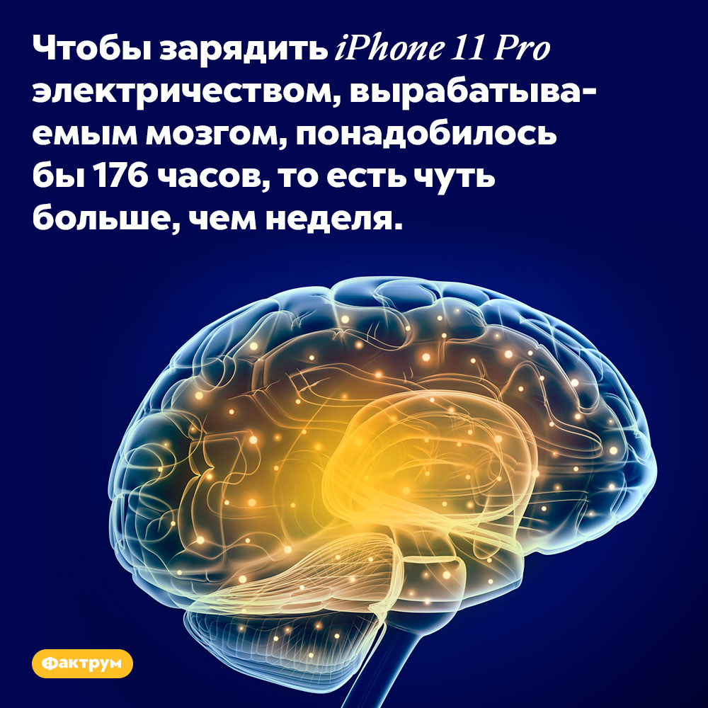 Мозг вырабатывает достаточно электричества, чтобы за неделю зарядить айфон. Чтобы зарядить iPhone 11 Pro электричеством, вырабатываемым мозгом, понадобилось бы 176 часов, то есть чуть больше, чем неделя.