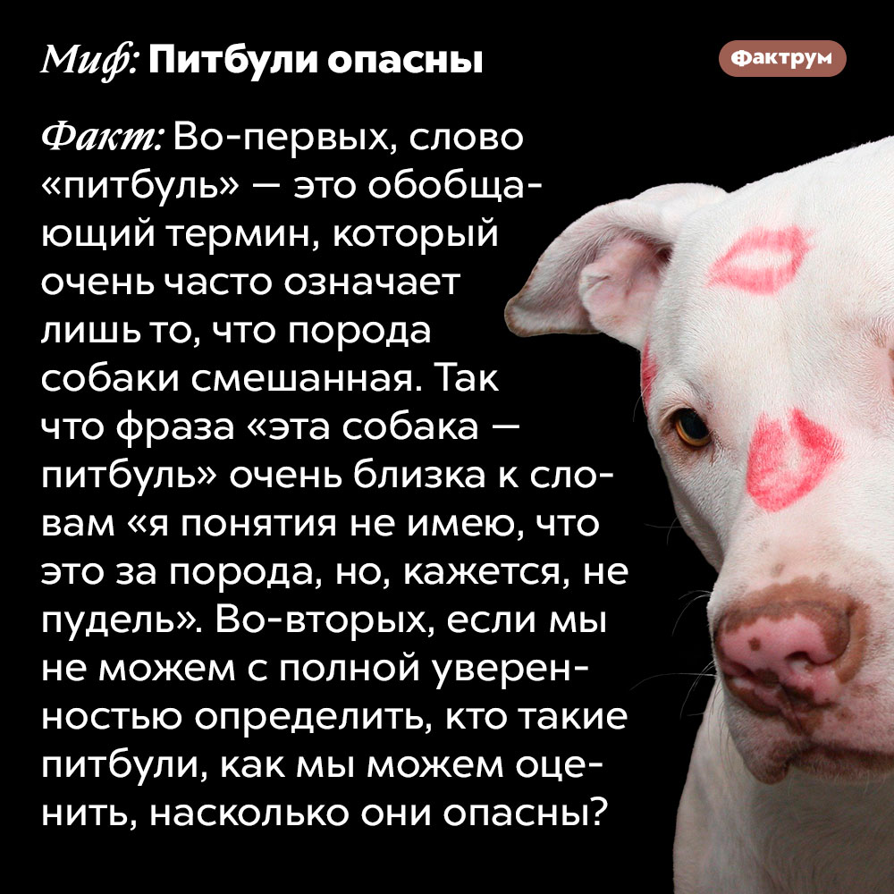 Опасность питбулей. Во-первых, слово «питбуль» — это обобщающий термин, который очень часто означает лишь то, что порода собаки смешанная. Так что фраза «эта собака — питбуль» очень близка к словам «я понятия не имею, что это за порода, но, кажется, не пудель». Во-вторых, если мы не можем с полной уверенностью определить, кто такие питбули, как мы можем оценить, насколько они опасны?