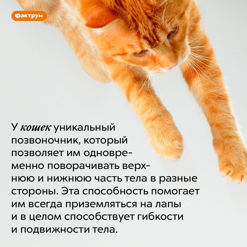 Уникальный позвоночник кошек. У кошек уникальный позвоночник, который позволяет им одновременно поворачивать верхнюю и нижнюю часть тела в разные стороны. Эта способность помогает им всегда приземляться на лапы и в целом способствует гибкости и подвижности тела.