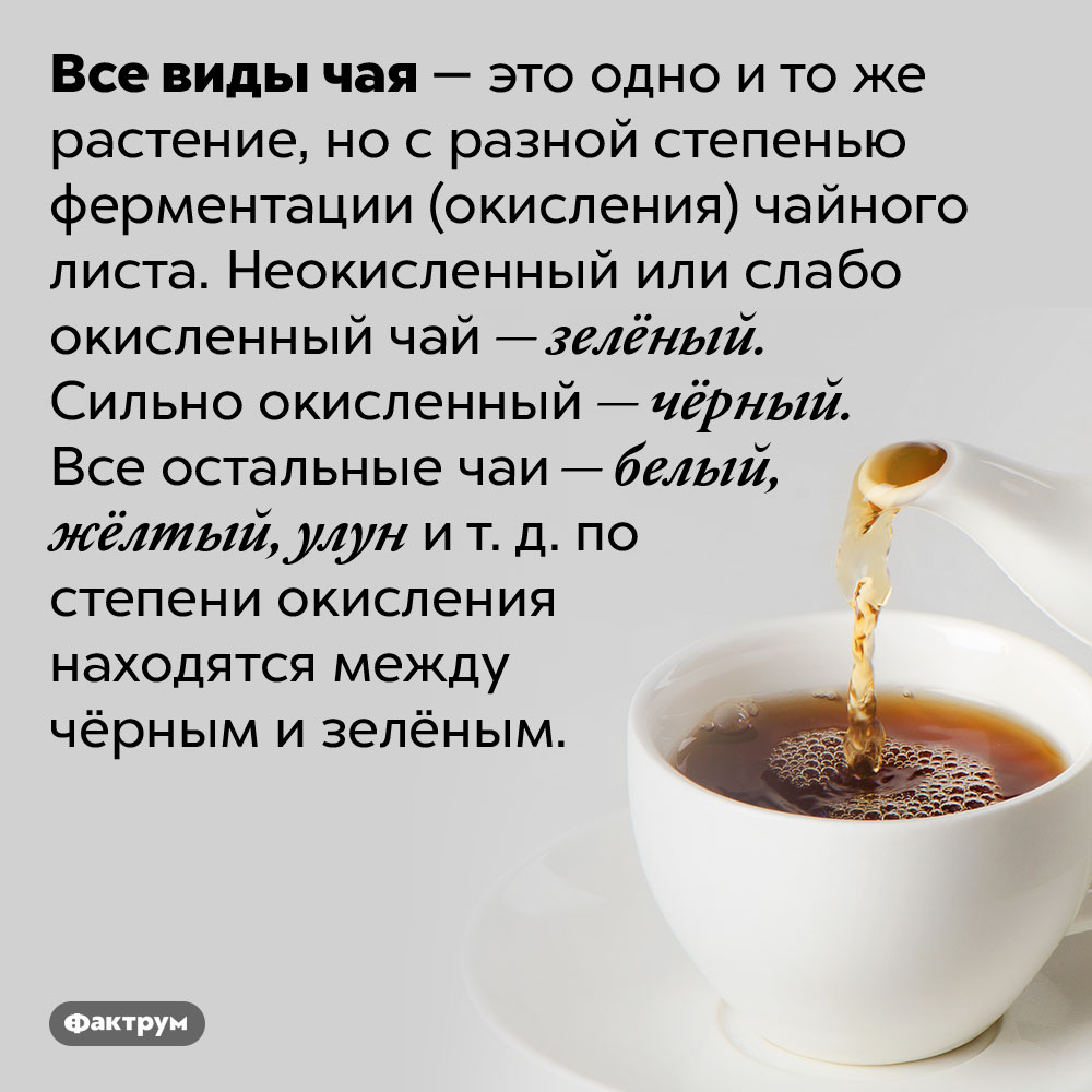 Зелёный, чёрный и другие виды чая — одно и то же растение. Все виды чая — это одно и то же растение, но с разной степенью ферментации (окисления) чайного листа. Неокисленный или слабо окисленный чай — зелёный. Сильно окисленный — чёрный. Все остальные чаи — белый, жёлтый, улун и т. д. по степени окисления находятся между чёрным и зелёным.