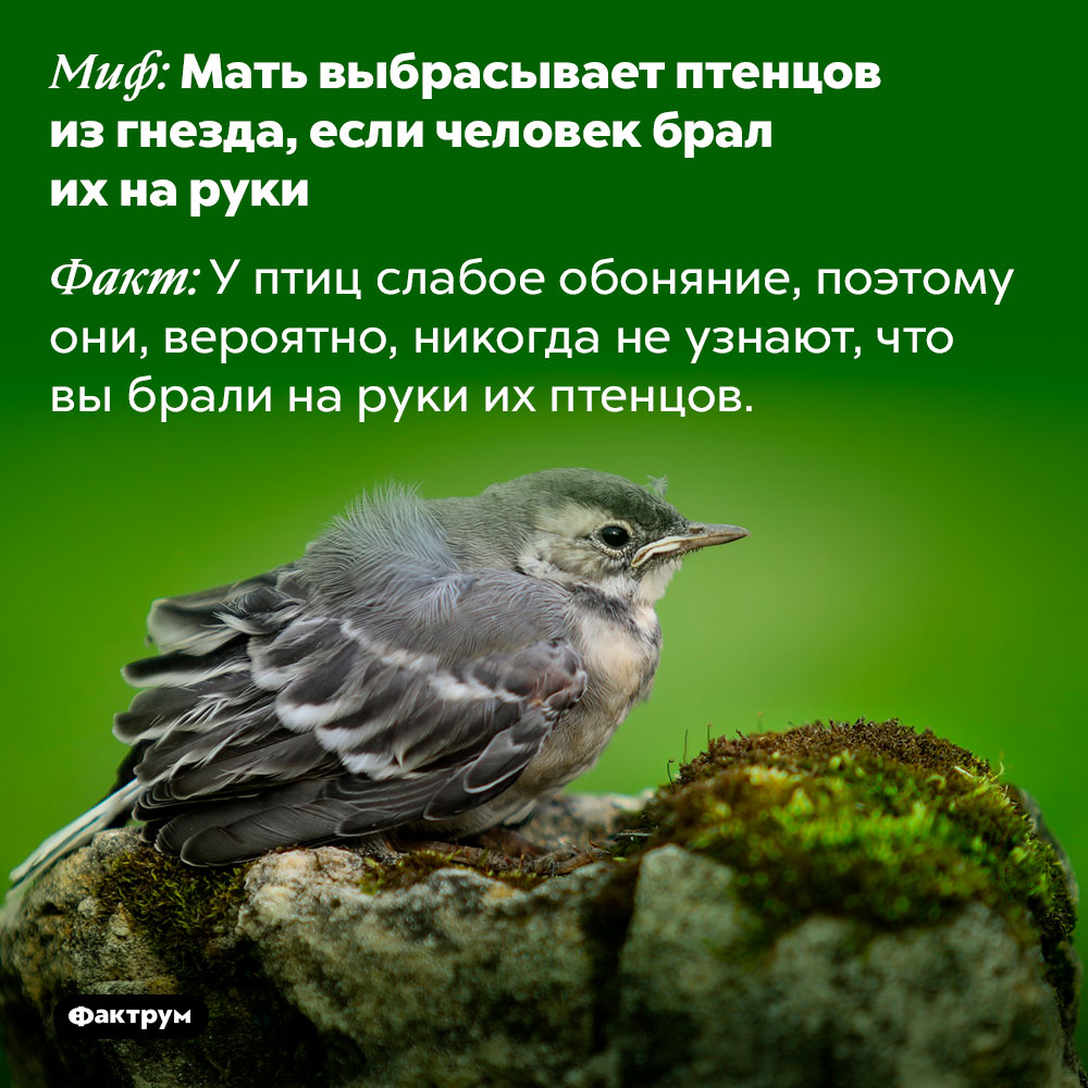 Мать не выбрасывает птенцов из гнезда, если человек брал их на руки. У птиц слабое обоняние, поэтому они, вероятно, никогда не узнают, что вы брали на руки их птенцов.