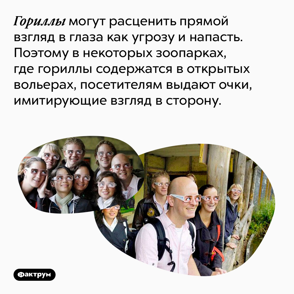 Гориллы могут расценить прямой взгляд в глаза как угрозу и напасть. Поэтому в некоторых зоопарках, где гориллы содержатся в открытых вольерах, посетителям выдают очки, имитирующие взгляд в сторону.