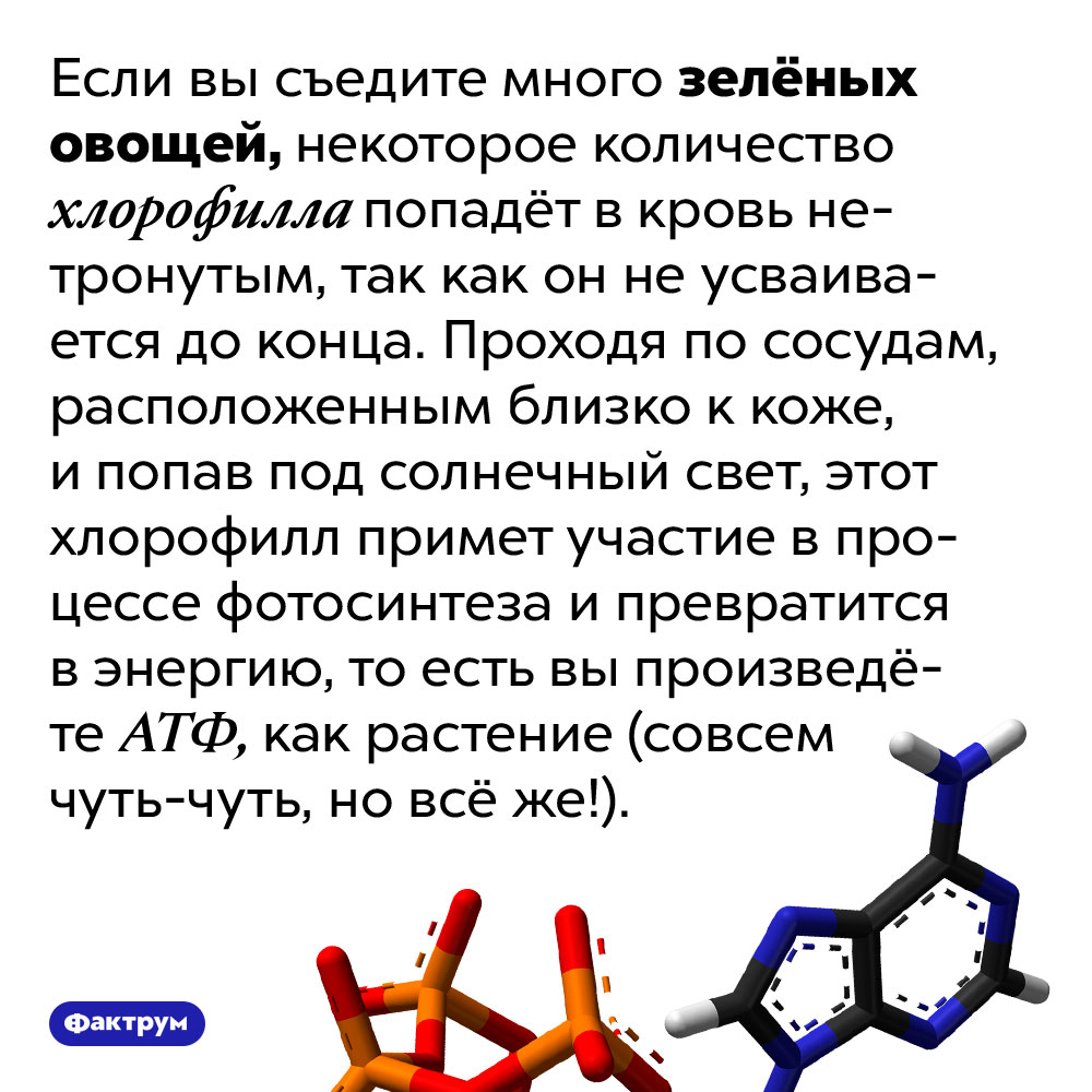Люди могут участвовать в фотосинтезе. Если вы съедите много зелёных овощей, некоторое количество хлорофилла попадёт в кровь нетронутым, так как он не усваивается до конца. Проходя по сосудам, расположенным близко к коже, и попав под солнечный свет, этот хлорофилл примет участие в процессе фотосинтеза и превратится в энергию, то есть вы произведёте АТФ, как растение (совсем чуть-чуть, но всё же!).
