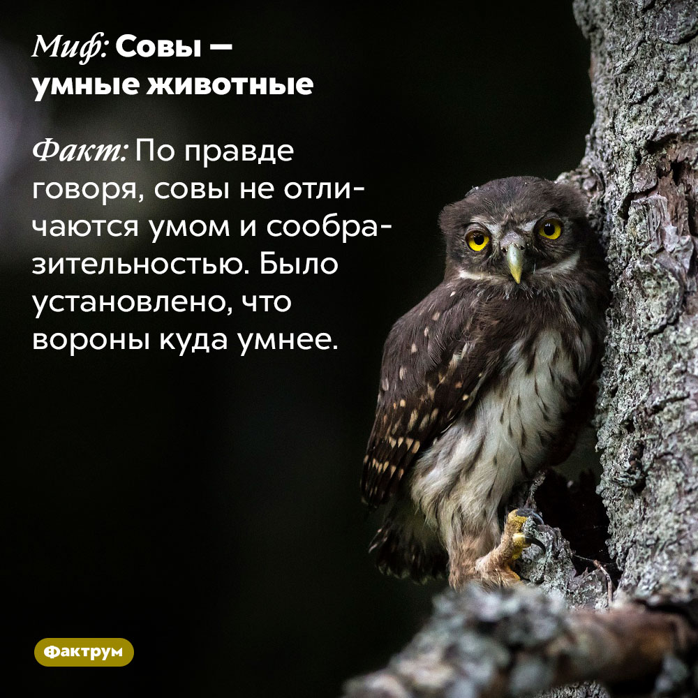 Умны ли совы?. По правде говоря, совы не отличаются умом и сообразительностью. Было установлено, что вороны куда умнее.