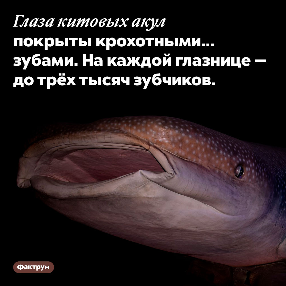 Глаза китовых акул покрыты крохотными зубами. На каждой глазнице — до трёх тысяч зубчиков.