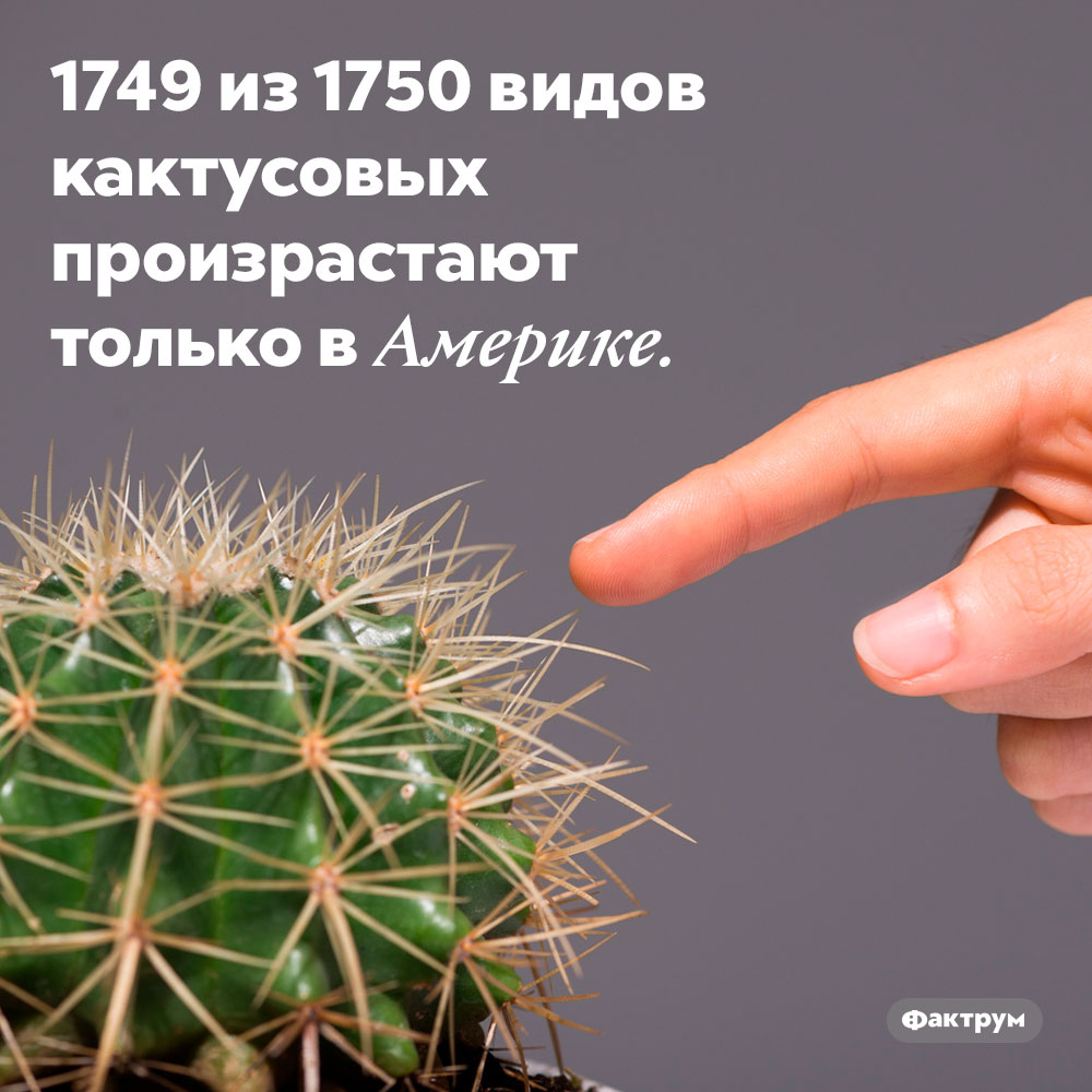 1749 из 1750 видов кактусовых произрастают только в Америке.