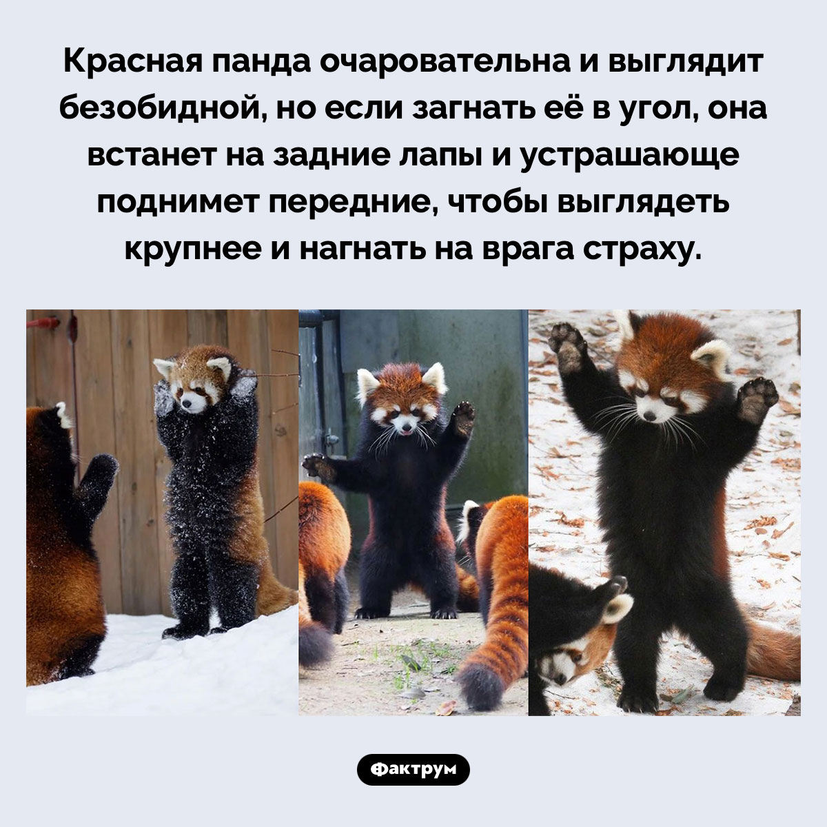 Если загнать в угол красную панду, она встанет на задние лапы, чтобы казаться больше. Красная панда очаровательна и выглядит безобидной, но если загнать её в угол, она встанет на задние лапы и устрашающе поднимет передние, чтобы выглядеть крупнее и нагнать на врага страху.