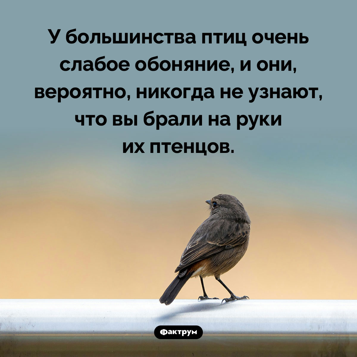 Обоняние у птиц. У большинства птиц очень слабое обоняние, и они, вероятно, никогда не узнают, что вы брали на руки их птенцов.