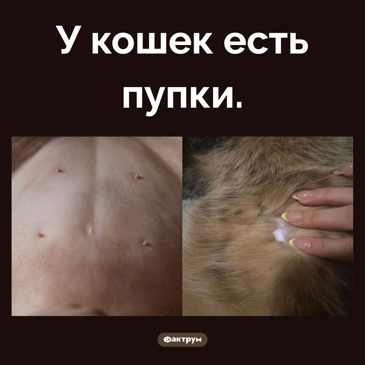 Кошачьи пупки. У кошек есть пупки.