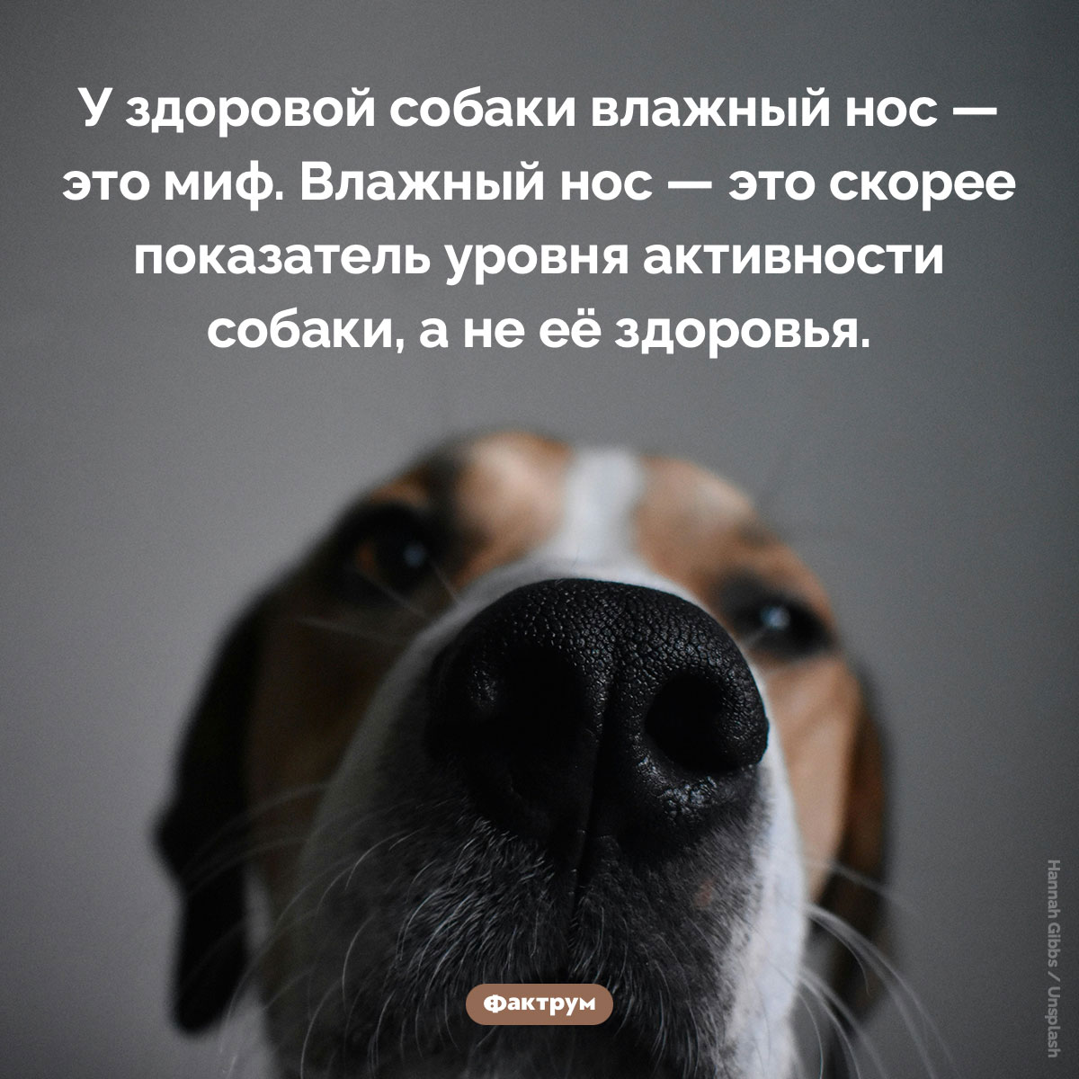 Влажный нос собаки. У здоровой собаки влажный нос — это миф. Влажный нос — это скорее показатель уровня активности собаки, а не её здоровья.
